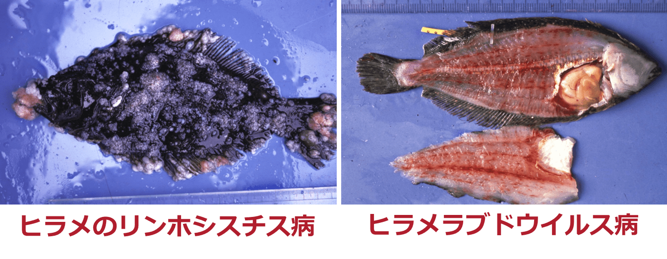 観賞魚の結核